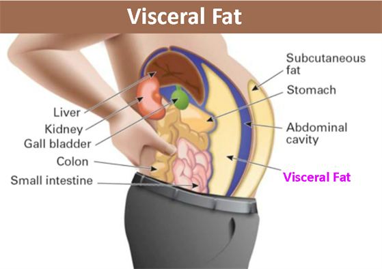 Visceral-fat-dangerous